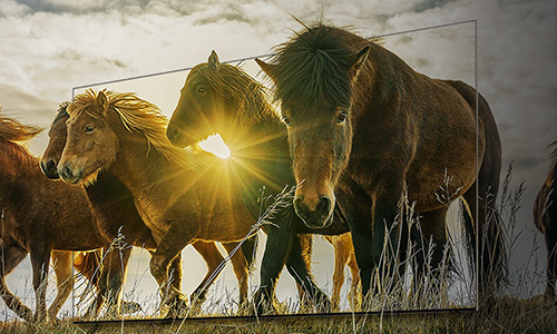 Lifelike display of horses in stellar contrast and color are shown on a QLED TV thanks to Quantum HDR 80x technology.
