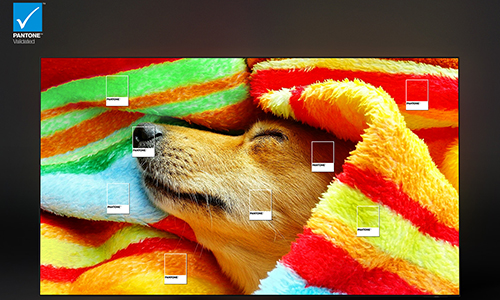 A dog is wrapped in a colorful blanket. Pantone validated and Pantone SkinTone validated colors are emphasized. 