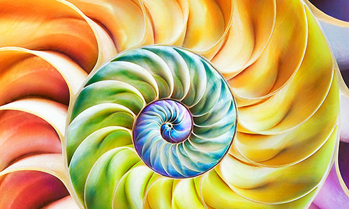 close-up of seashell with bright colors